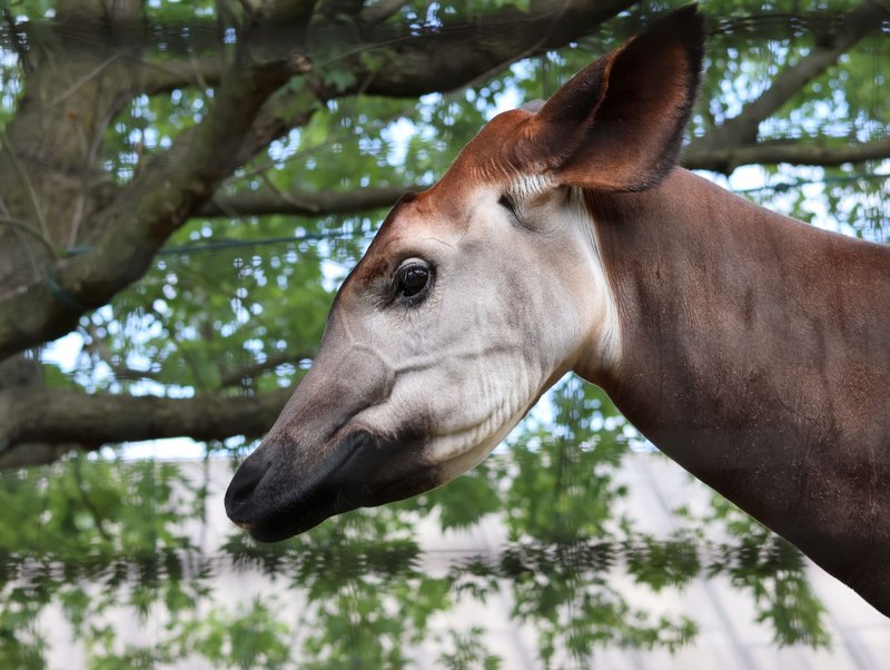 Detailed side view of an okapi's head against leafy branches, showcasing its unique features.