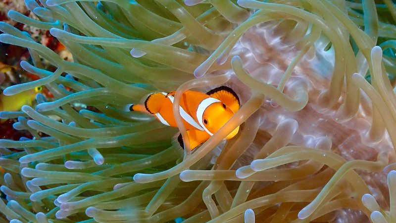 A vibrant clownfish nestled in a sea anemone amid a colorful coral reef.