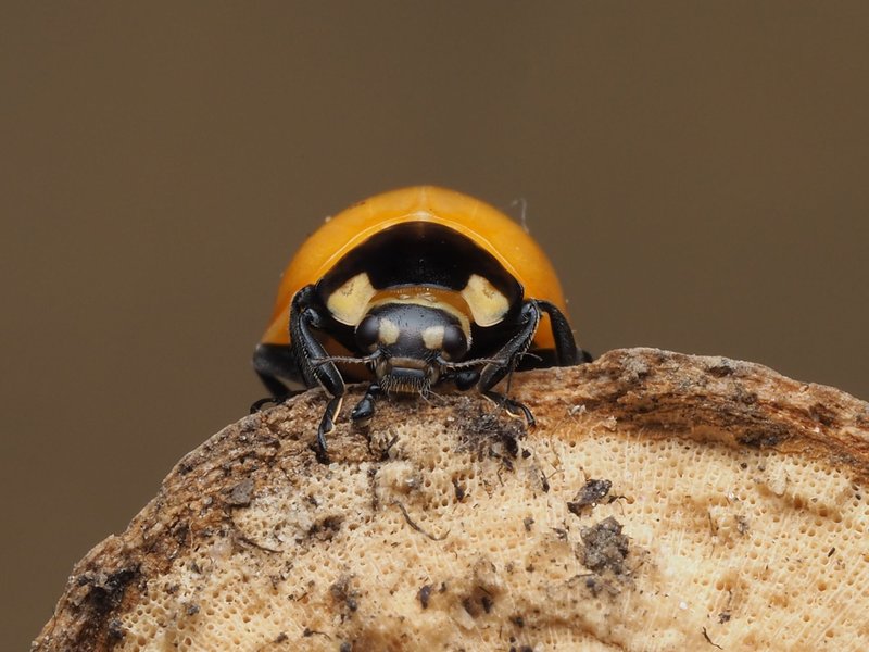 Detailed macro shot of an orange ladybug resting on a log with a neutral background.