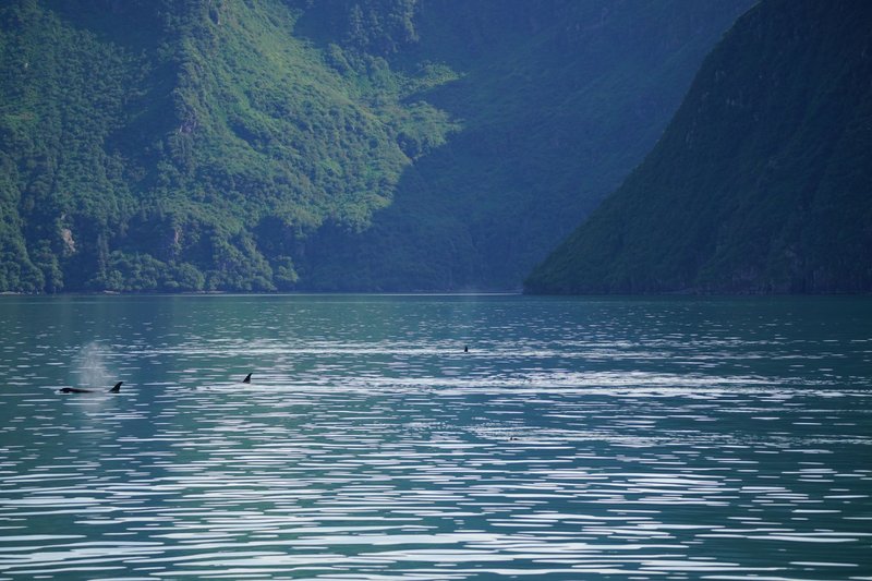 A tranquil scene of orcas swimming near a lush, green coastal landscape.