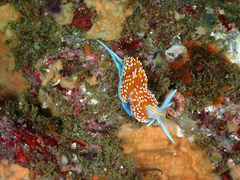 Brightly colored nudibranch on coral reef, Monterey Bay.