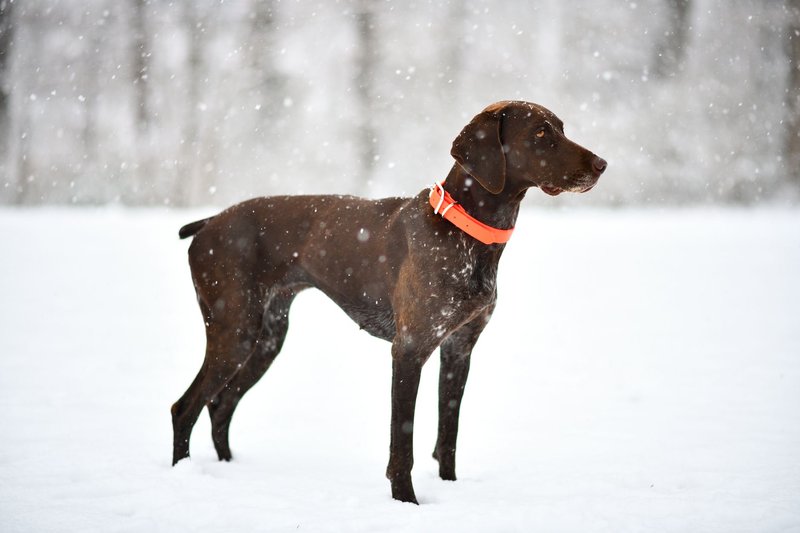 German Shorthaired Pointer standing in snow during winter snowfall.