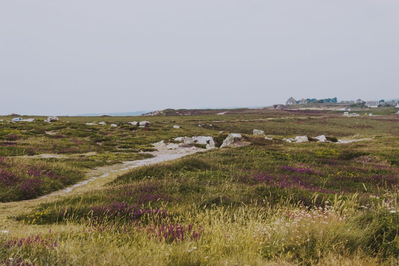 Long narrow footpath surrounded by field covered with grass and small multi colored flowers and stones under grey cloudless sky