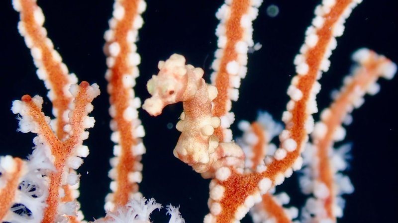 Close-up of a Denise's Pygmy Seahorse perfectly camouflaged on a coral branch in the Philippines.