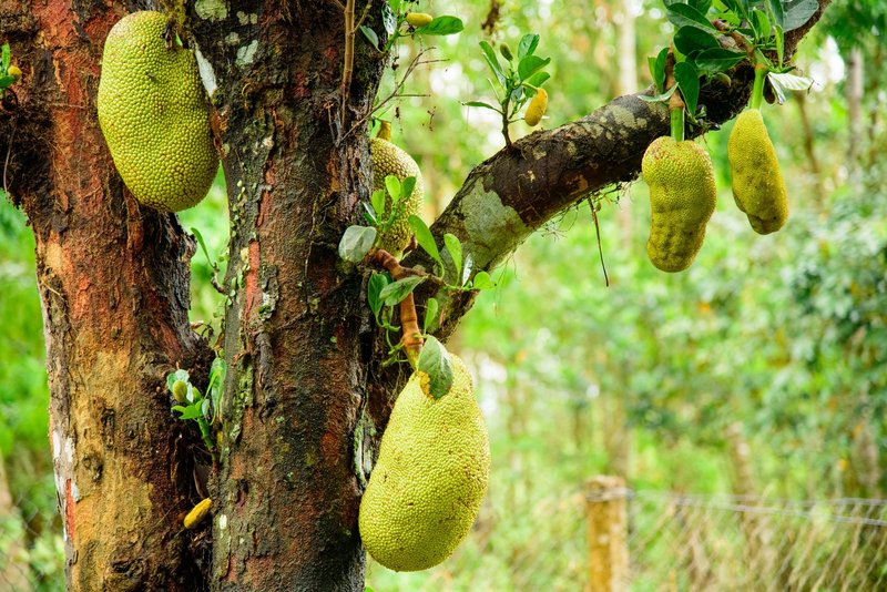 Close-up view of jackfruits growing on a tree, showcasing vibrant greenery and natural texture.