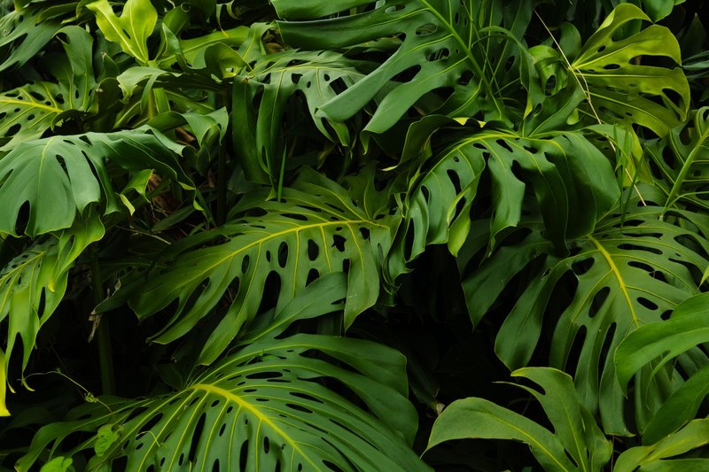 Vibrant Monstera leaves in Colombian jungle, showcasing lush tropics and nature's elegance.