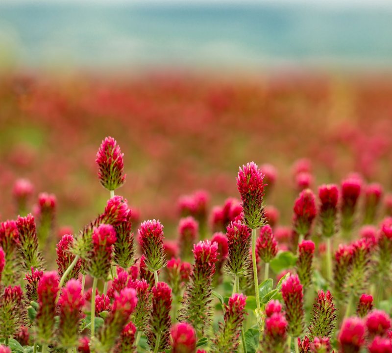 Bright tender red clovers growing on sunny lawn in countryside on summer day