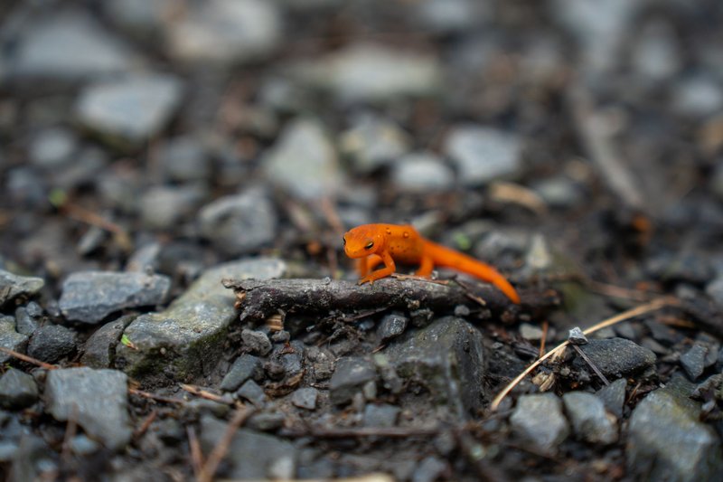 Close-up of a juvenile eastern newt (Notophthalmus viridescens) on rocky terrain.