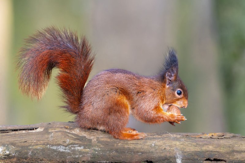 Red squirrel sitting on tree branch, holding and eating a nut in nature setting.