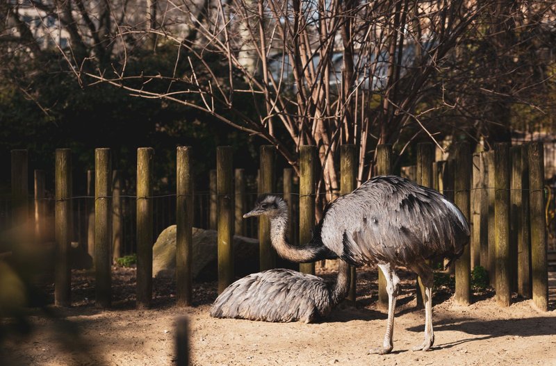 Two rheas resting by wooden poles in a sunlit enclosure, showcasing natural wildlife behavior.