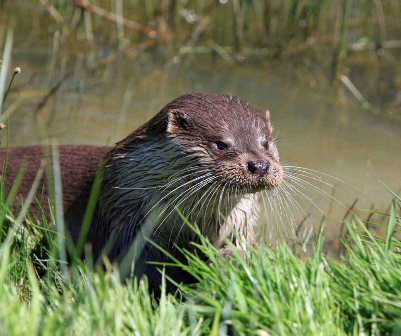 Wild otter resting near a pond, detailed close-up in natural habitat.