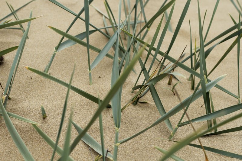 Detailed close-up of green beach grass growing on sandy terrain, showing natural growth patterns.