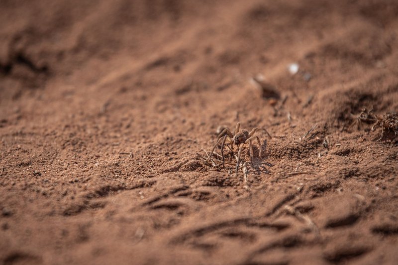 A detailed close-up image of a spider navigating across sandy terrain.