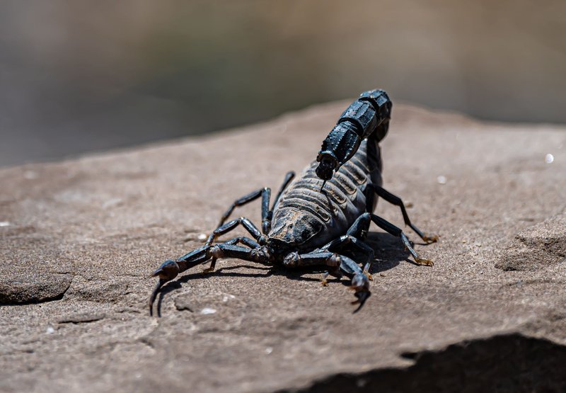 Close-up of a scorpion on a rock in its natural environment.