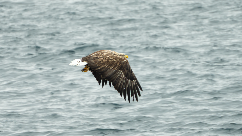 Majestic white-tailed eagle gracefully flying over the ocean near Nuuk, Greenland.