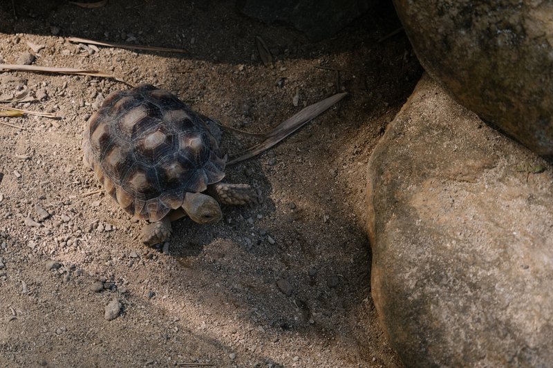 A tortoise crawls on rocky terrain in Bali, Indonesia.
