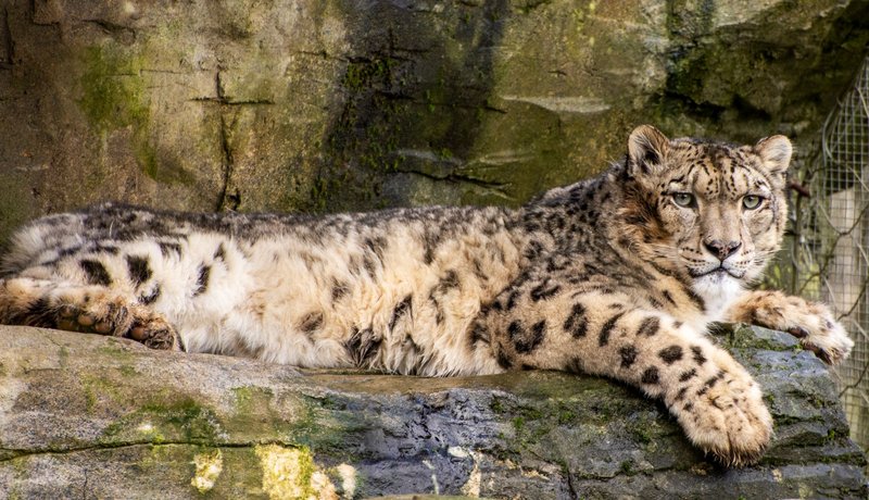 Close-up of a snow leopard resting on a rocky surface, showcasing its majestic fur coat.