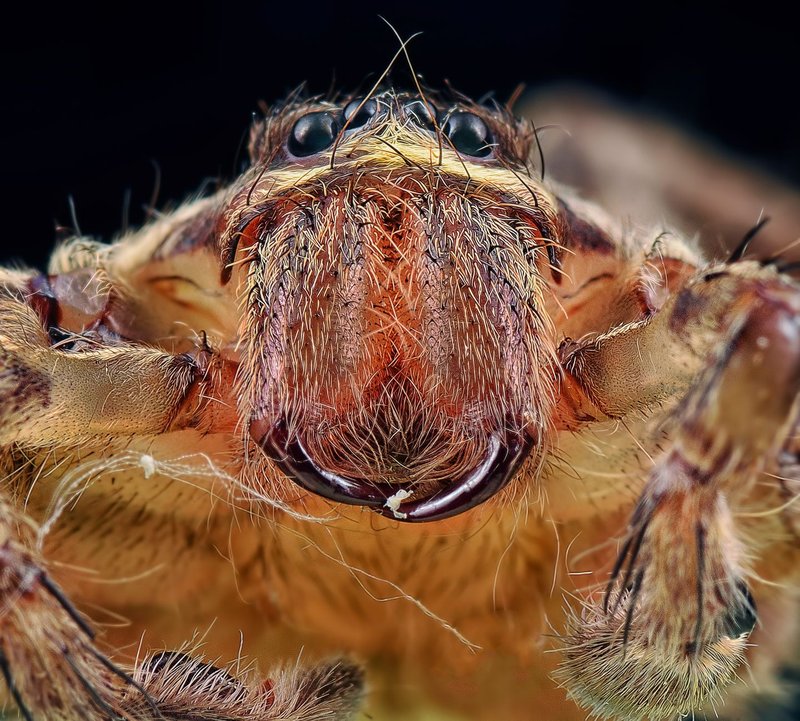 Macro shot of a wolf spider showing intricate details and textures.