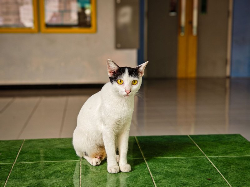 A calico cat with striking yellow eyes sitting on a green tiled floor indoors.