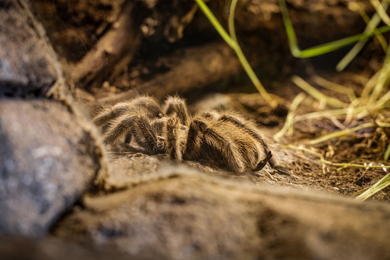 Detailed image of a hairy tarantula in its natural rocky habitat, highlighting its unique features.