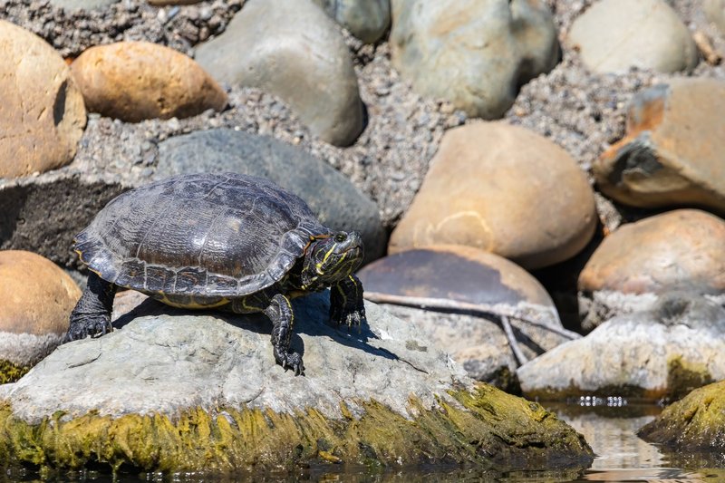 Close-up of a tortoise sunbathing on a rock by a pond with surrounding stones, showcasing wildlife.