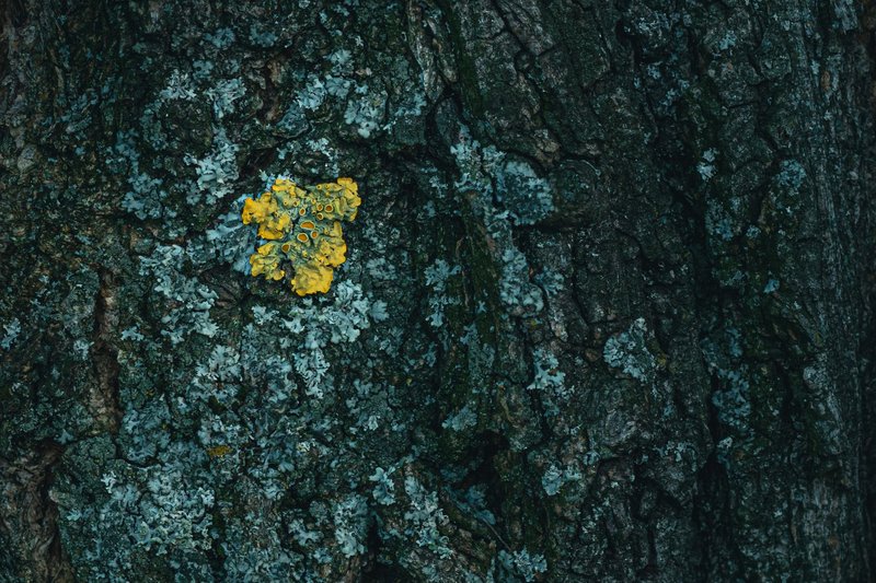 Close-up of vibrant yellow lichen growing on a dark textured tree bark.