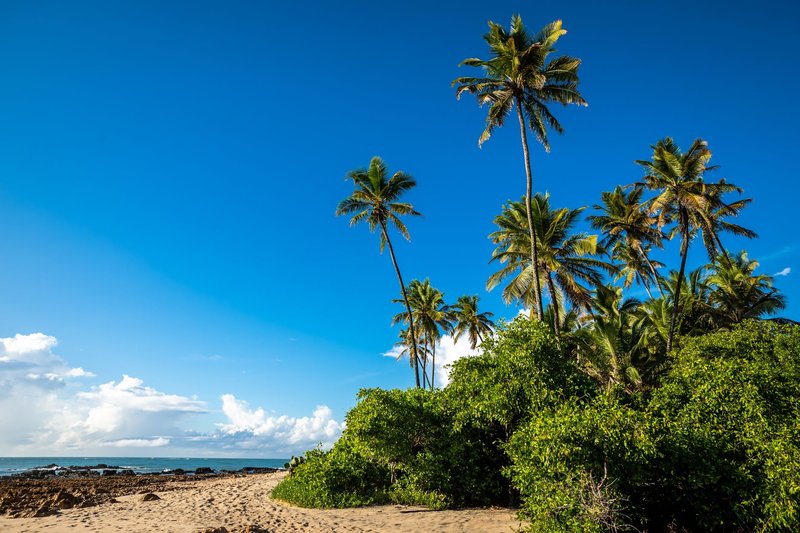 Beautiful tropical beach with palm trees and clear blue sky in João Pessoa, Brazil.