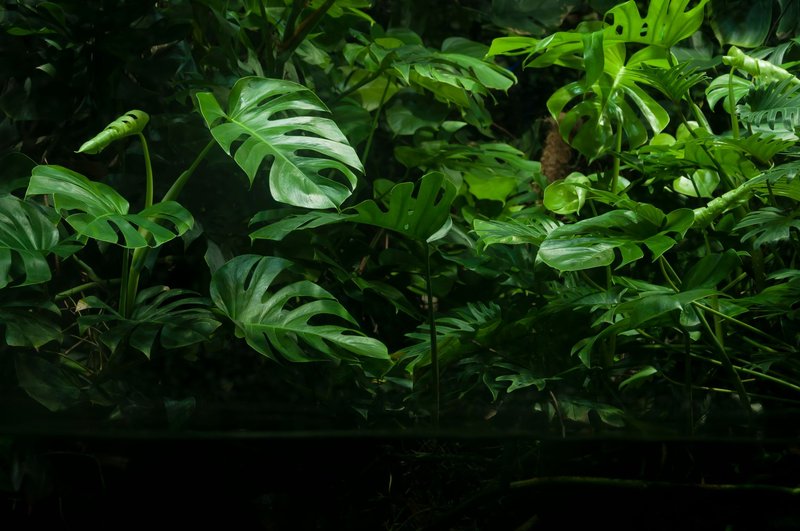 Vibrant green monstera leaves in a dense tropical setting, perfect nature backdrop.
