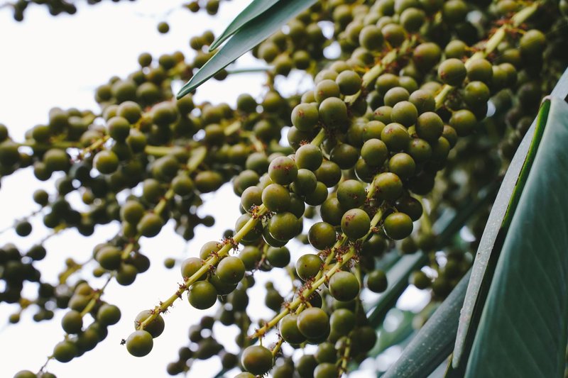 Close-up image of green palm fruits hanging from a tree branch outdoors.