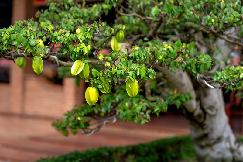 Close-up of a starfruit tree with vibrant green fruits and leaves, showcasing nature's beauty.