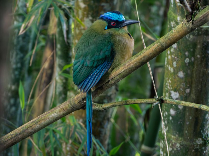 Colorful Broad-billed Motmot bird perched on bamboo in a lush tropical forest setting.