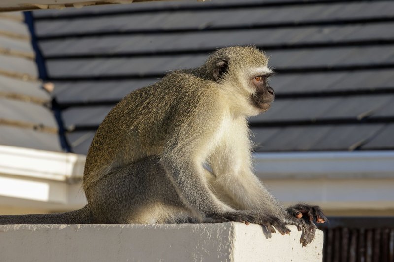 A vervet monkey sits on a rooftop edge under sunlight, showcasing its natural habitat.
