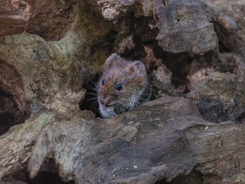 Cute bank vole peeking through tree bark in a natural setting, showcasing its environment and behavior.