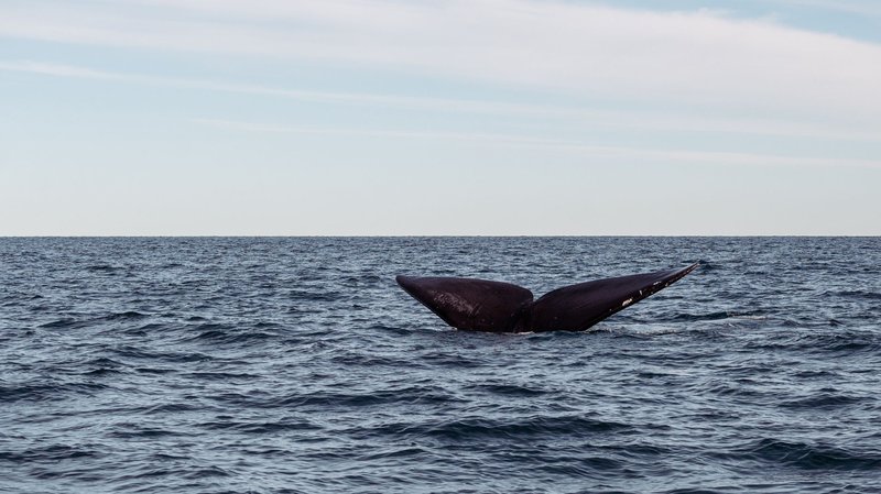 A whale tail gracefully rising from the ocean, showcasing marine beauty and wildlife.
