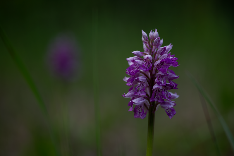 A vibrant purple orchid blooms against a green natural background, showcasing its beauty in focus.
