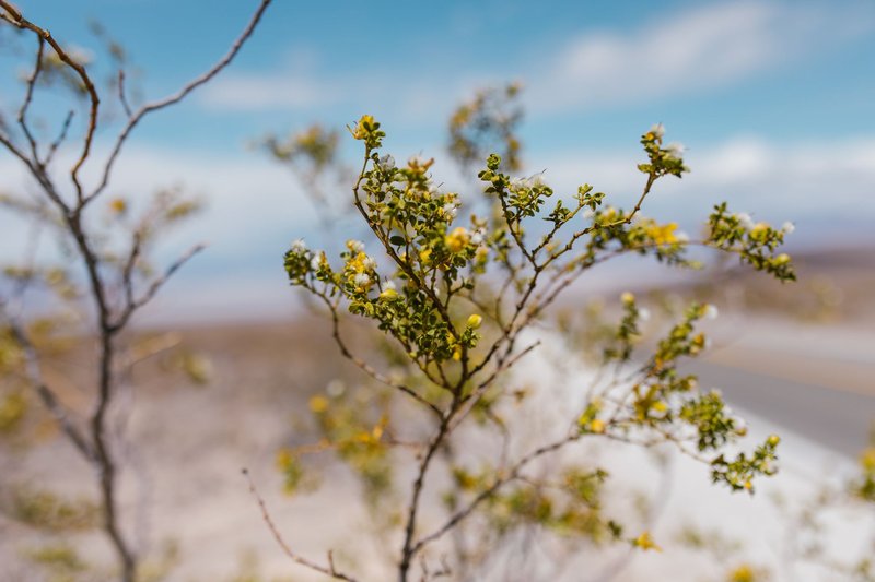 Detailed view of a desert shrub with yellow flowers against a clear blue sky.