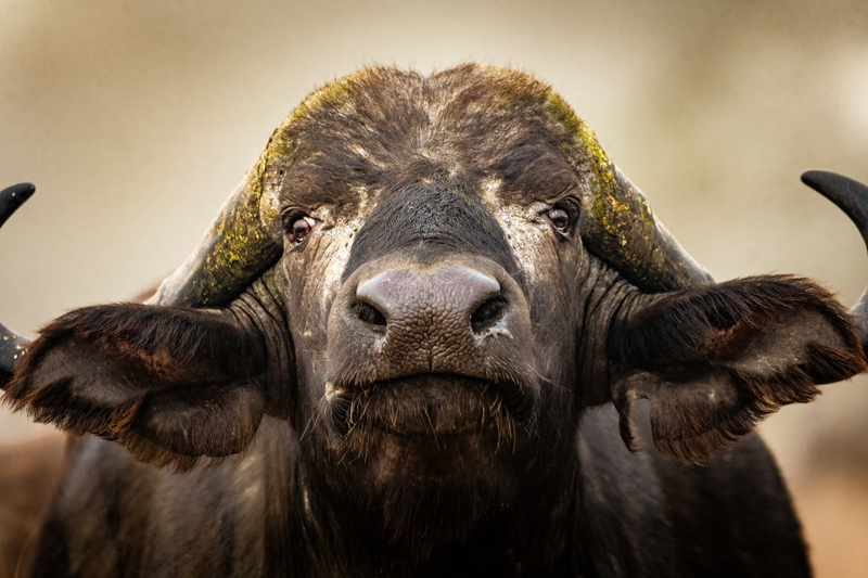 Close-up portrait of a powerful African buffalo with horns in the wild.