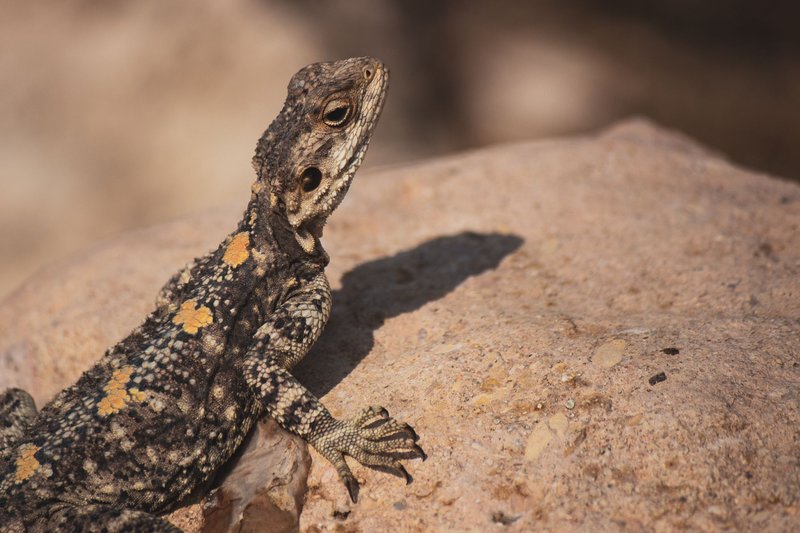 Agama lizard basking in sun on rock, Umm Qais, Jordan.