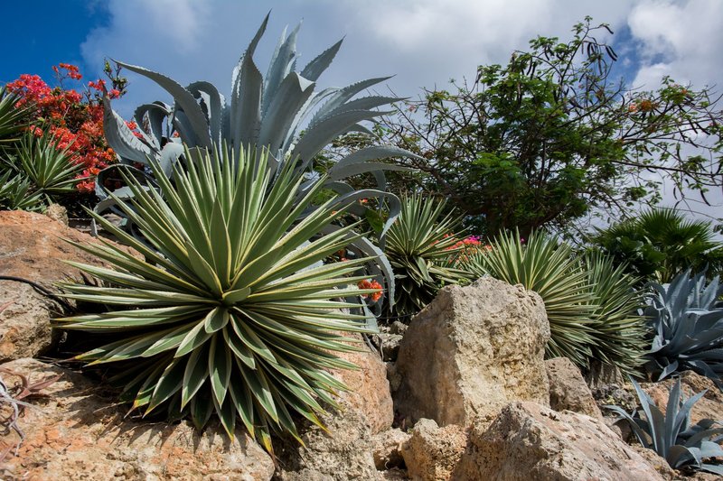 A striking desert scene featuring agave plants, rocks, and vibrant flora under a clear blue sky.