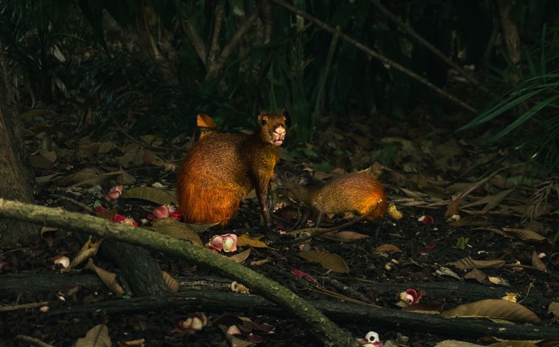 A mother and baby agouti interact in the lush Amazon rainforest, Pará, Brazil.
