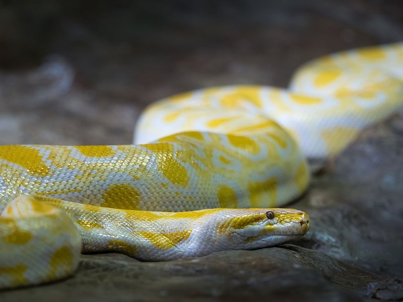 Close-up of a yellow and white python displaying albino patterns, showcasing its intricate scales.