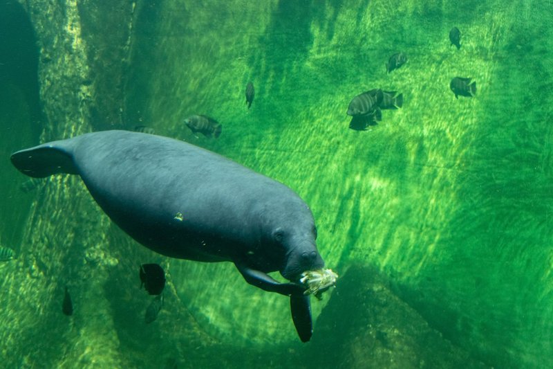Manatee gracefully swimming and eating in clean green underwater setting, surrounded by small fish.