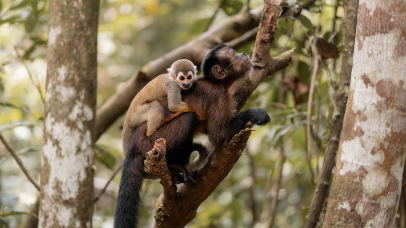 Capuchin monkey with baby in Amazon forest, showcasing wildlife bond.