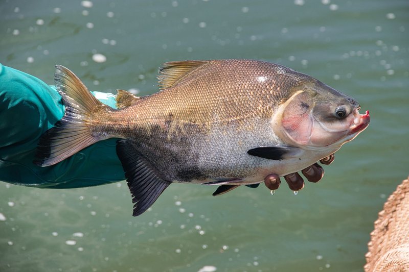 A fisherman in Rio Preto da Eva holds a freshly caught fish against a water backdrop.