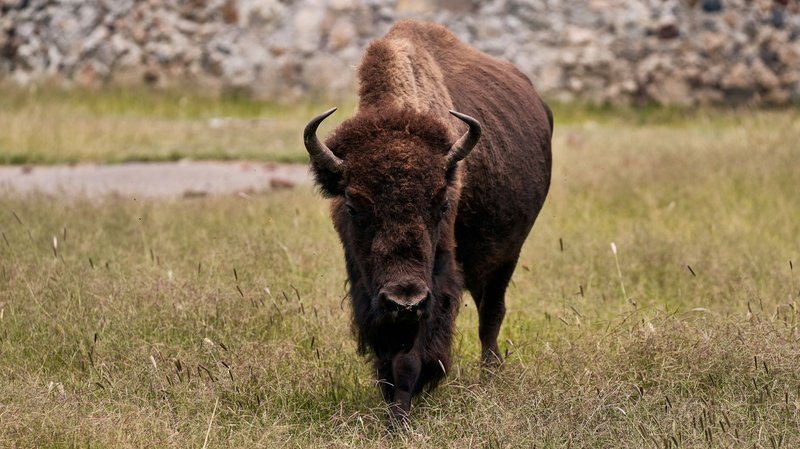 A close-up view of an American bison standing in a grassy field, showcasing its powerful presence.