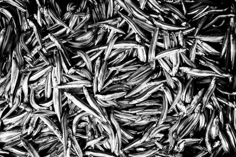 Monochrome image of a heap of anchovies at a market in Ho Chi Minh City.