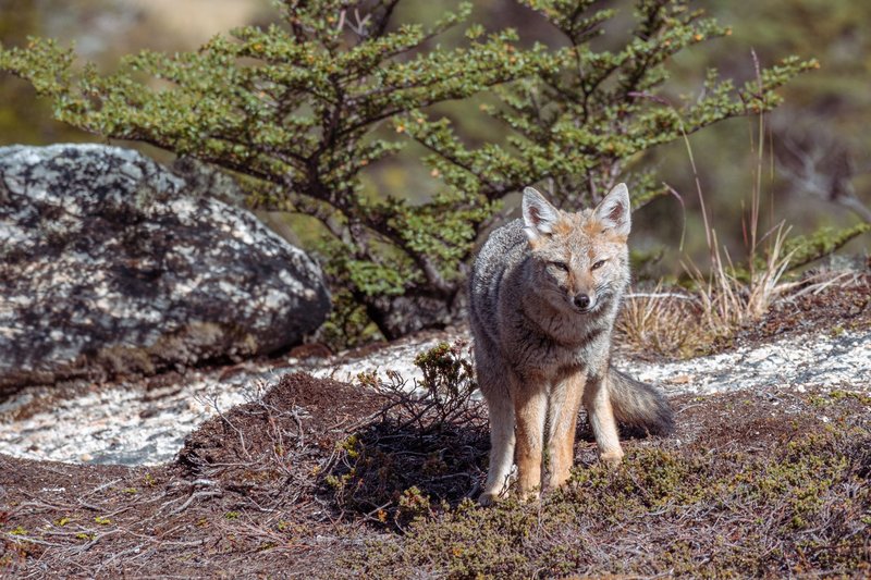 A wild Andean fox stands alert in its natural habitat, surrounded by rocky terrain and sparse vegetation.