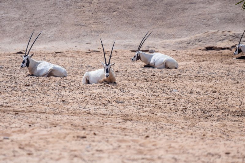 Arabian oryxes lie in the sandy expanse of the Dubai desert, showcasing wildlife in natural habitat.
