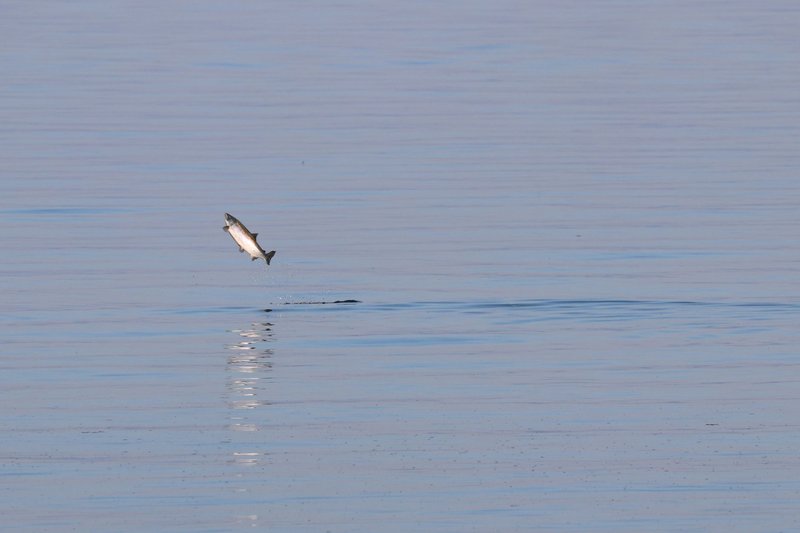 A stunning image of a salmon leaping out of serene blue water, showcasing nature's beauty.