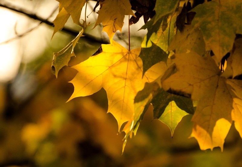Vibrant yellow maple leaves basking in autumn sunlight, showcasing nature's beauty.